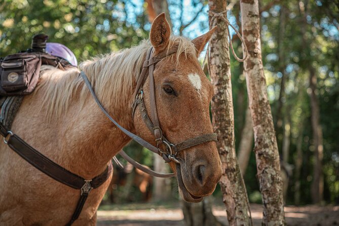 Horseback Ride to Xunantunich Maya Ruins - San Ignacio to Xunantunich: a ride that changes the whole feel