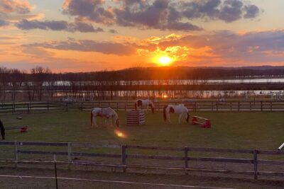Horseback Rides, Interactions, and Petting Zoo - Meet the animals: horses, mini horse, goats, pigs, ducks, and more