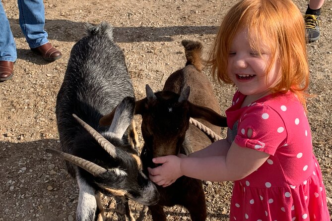 Horseback Rides, Interactions, and Petting Zoo - Hands-on feeding: chickens, goats, and mini pigs up close