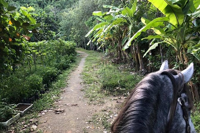 Horseback Riding 1 hour trail - A 1-hour Phuket horseback ride that actually feels local