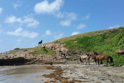 Horseback Riding Adventure Tour in St. Lucia - Through the Meadows: Where the Pace Feels Relaxed