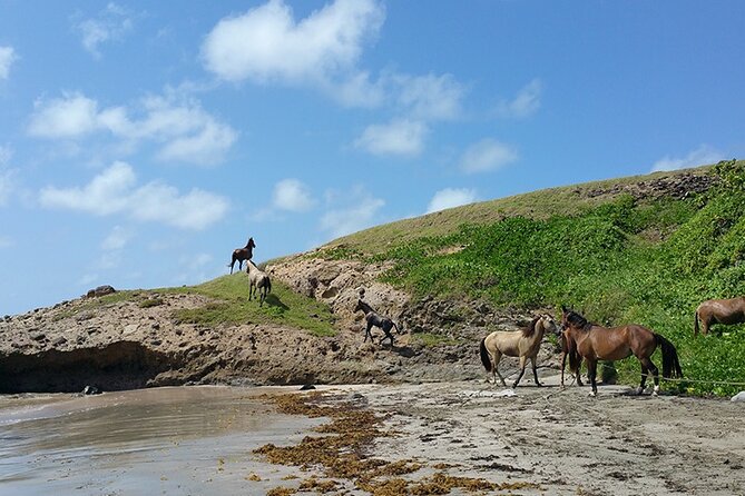 Horseback Riding Adventure Tour in St. Lucia - Through the Meadows: Where the Pace Feels Relaxed