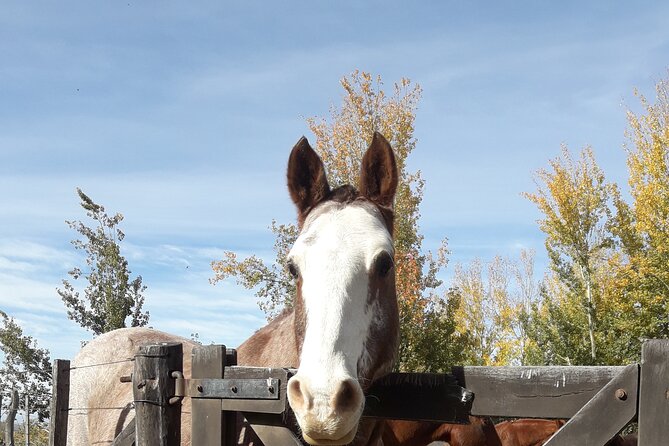 Horseback riding and barbecue in a private ranch - La Carrera, Mendoza - Price and value for Mendoza horseback riding plus barbecue