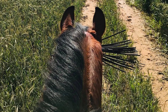 Horseback riding around Doñana National Park - Price and value: what $102.80 covers (and what might cost extra)