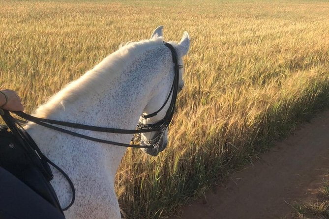 Horseback riding around Doñana National Park - Who should book this ride, and who should skip it