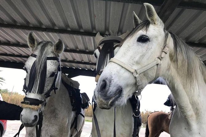 Horseback Riding by the beach or mountain in Tarifa, Spain - 1 to 2 hrs - Pine Forest Mountains: A Cooler Change of Pace for Tarifa Wildlife