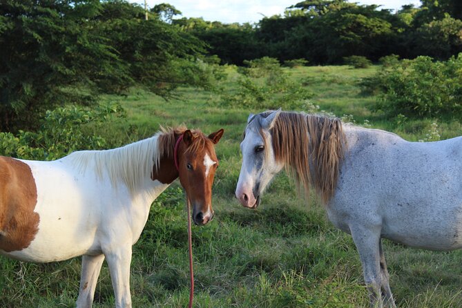 Horseback Riding Experience - The old sugar mill stop: photos plus local context