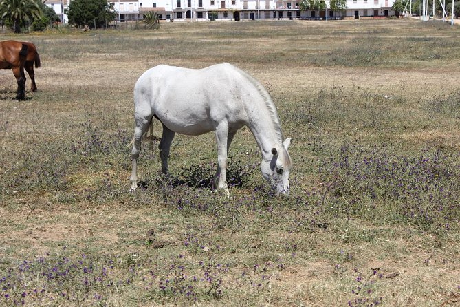 Horseback Riding Experience in Aljarafe, Doñana park from Seville - What you do (and don’t) get in your 4 hours