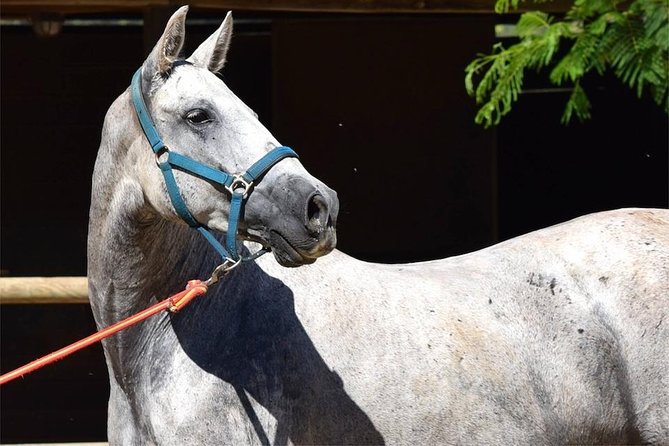 Horseback Riding Experience in Aljarafe, Doñana park from Seville - The ride setup: small group dynamics and learning on the go