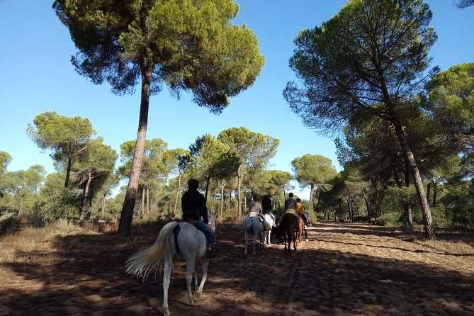 Horseback Riding Experience in Aljarafe, Doñana park from Seville - The logistics that matter: what to bring and how to prepare