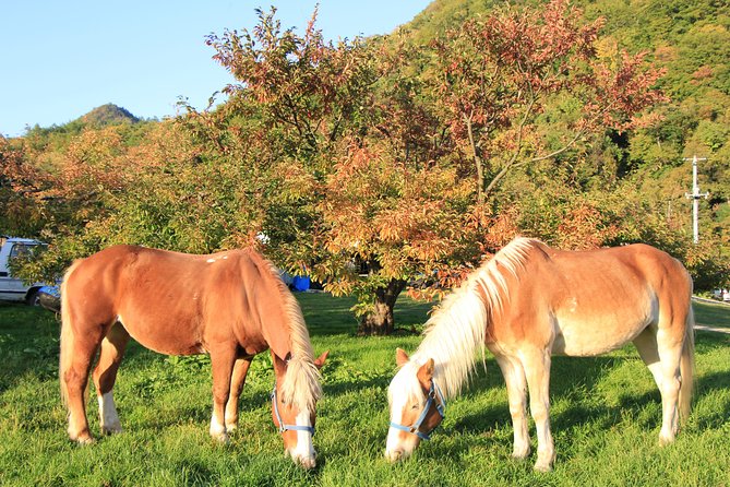 Horseback-Riding in a Country Side in Sapporo - Private Transfer is Included - Duration choices: 2.5–3 hours and how that affects the feel