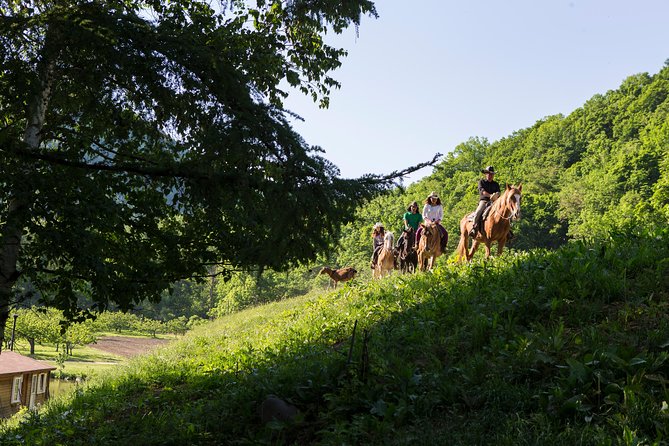 Horseback-Riding in a Country Side in Sapporo - Private Transfer is Included - The taxi transfer from your hotel: a real time-saver in Sapporo