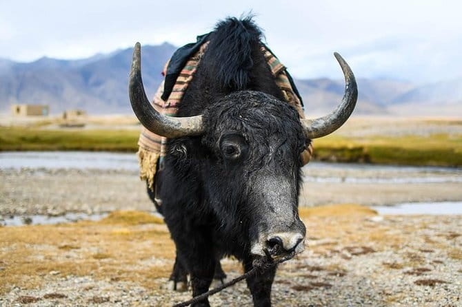 Horseback Riding in Alay Valley - Yurt Camps, Guesthouse Night, and the Meals That Actually Matter