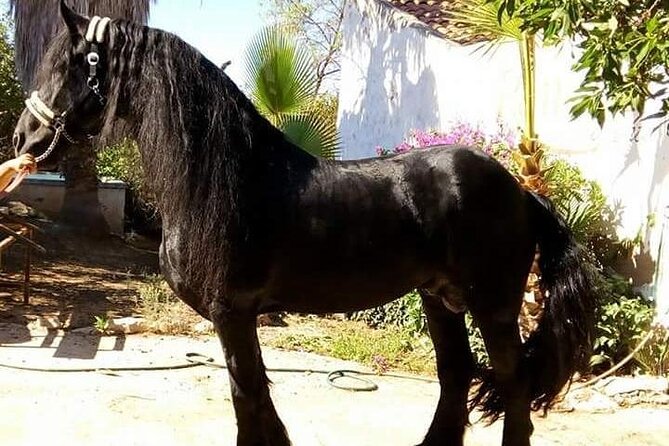 Horseback Riding in Cartagena (Spain) - Calblanque Regional Park: what kind of riding you’re really signing up for