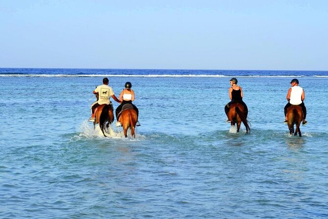 Horseback riding in Marsa Alam and Port Ghalib - Key Highlights Worth Planning Around