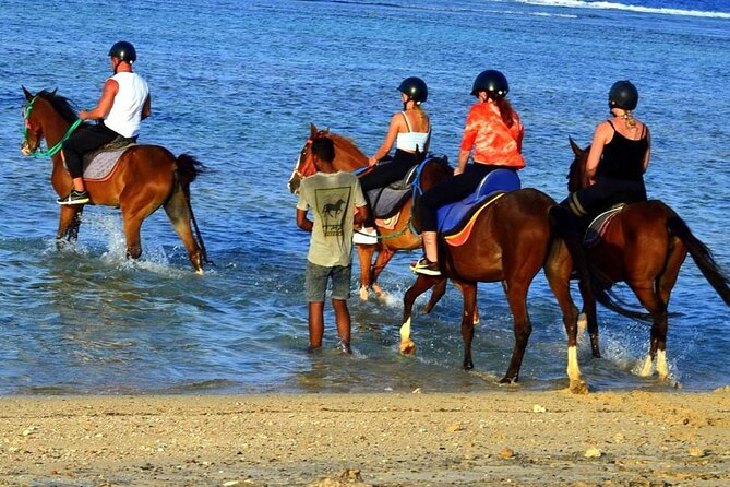 Horseback riding in Marsa Alam and Port Ghalib - Coaches, Helmets, and Level-Based Riding