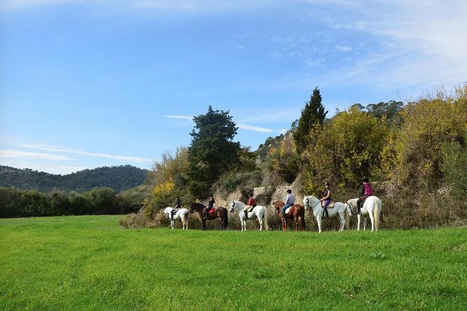 Horseback Riding in Randa Valleys, Mallorca, Spain - Key Highlights You’ll Really Notice