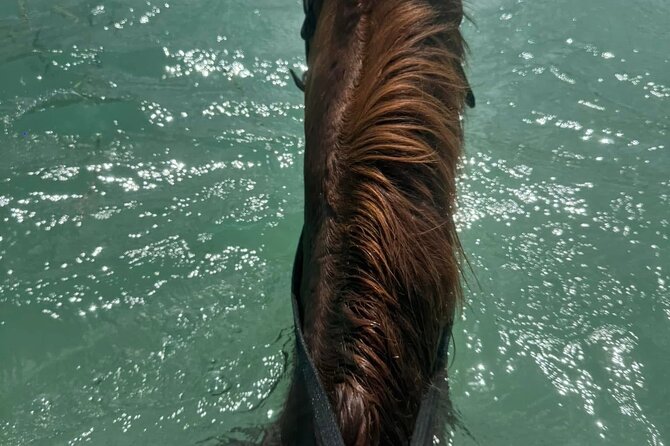 Horseback Riding In The Ocean from Montego Bay Private Transfer - Price and Value: Why $110 Can Make Sense Here