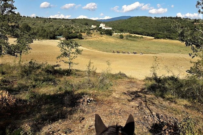 Horseback Riding in the Vineyards - Price and what you truly get for $96.12