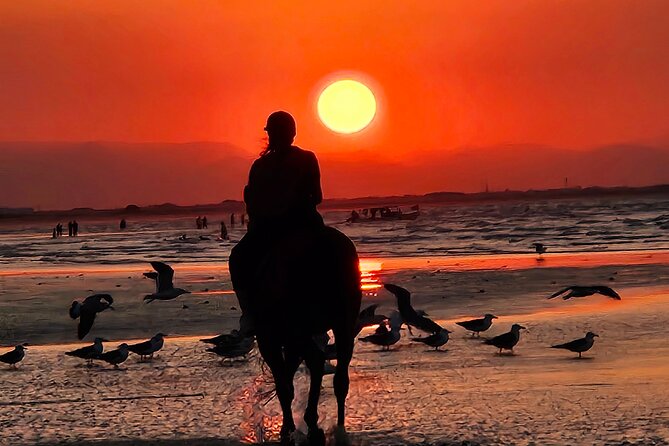 Horseback Riding Muscat Beach - Should You Book This Muscat Beach Horse Ride?