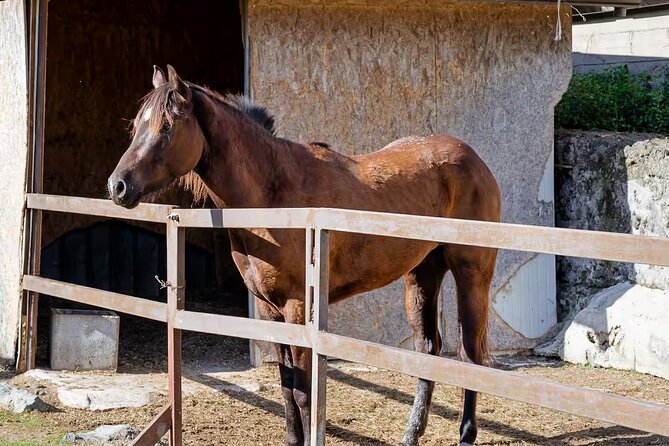 Horseback Riding on Mt. Vesuvius with Wine Tasting and Dinner - The Views Over Sorrento and Capri: The Payoff Moment