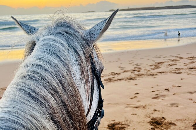 Horseback Riding On The Beach Of Essaouira - Riding in Essaouira: What Makes This Beach Horse Time Different