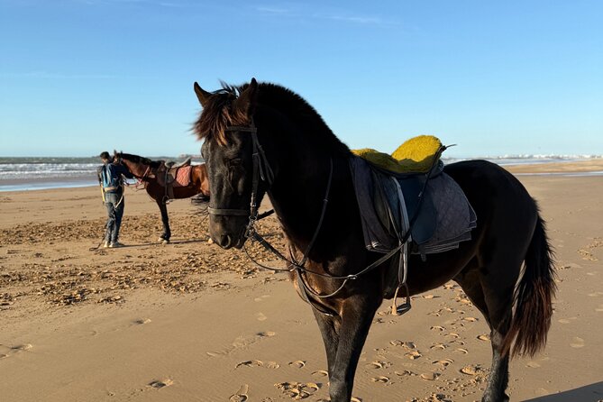 Horseback Riding On The Beach Of Essaouira - Day Ride vs Sunset Ride: Pick the mood