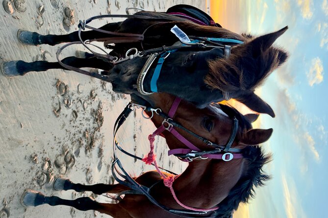Horseback Riding On The Beach Of Essaouira - Photos, video, and how to get better shots