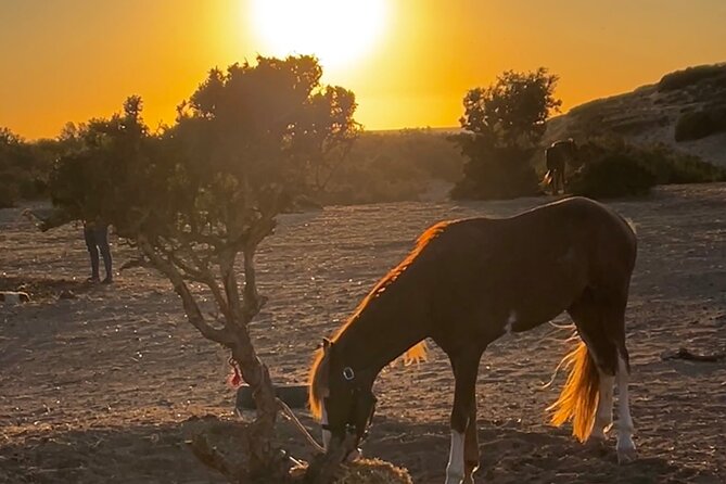 Horseback Riding On The Beach Of Essaouira - Safety and horse care: what to watch for
