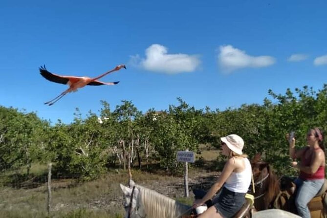 Horseback Riding on the Beaches of Holbox - Guides Like Victor: Friendly, Animal-Focused, Photo Helpful