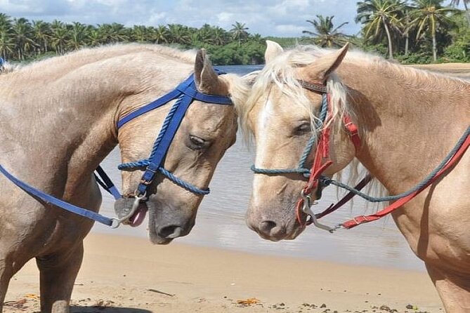 Horseback Riding to Maimon River from Punta Cana - Forest Time on Protected Trails