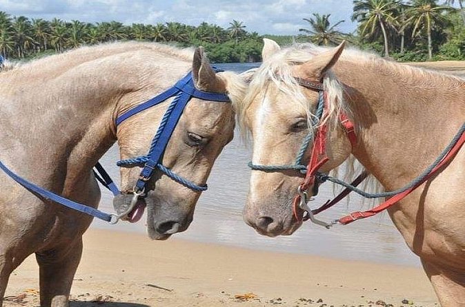 Horseback Riding to Maimon River from Punta Cana - Arriving at the Maimon River Mouth