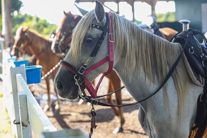 Horseback Riding Tour at Private Ranch - Trails through ranch vegetation, wildlife, and views