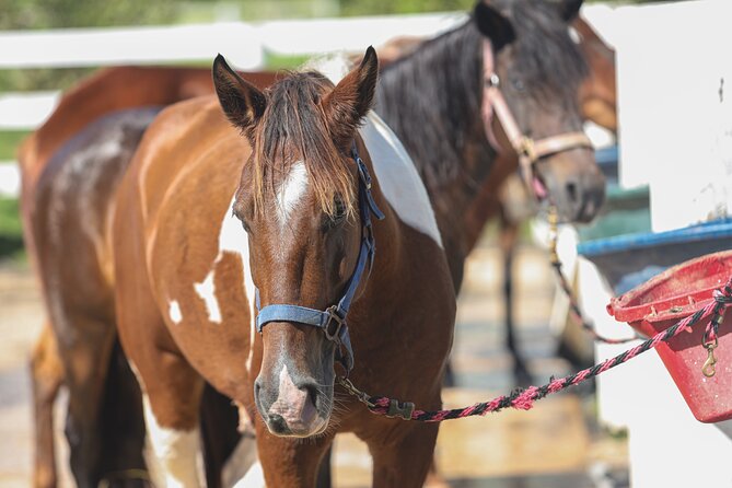 Horseback Riding Tour at Private Ranch - Paso Fino history you can actually use