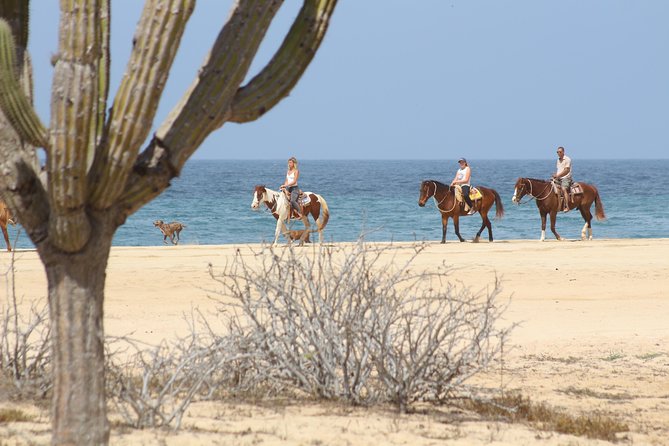 Horseback Riding Tour in Cabo San Lucas - Pacific Coast horseback in Cabo San Lucas: what you’re really signing up for
