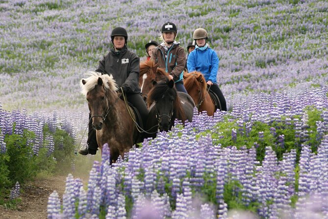 Horseback Riding Tour in Iceland - Learning the Tölt: How a Guide Helps You Feel the Rhythm