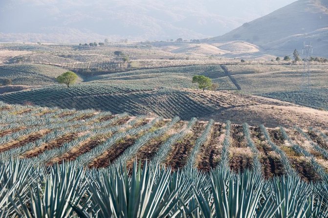 Horseback Riding Tour in The Agave Field with Lunch - Key highlights to know before you go
