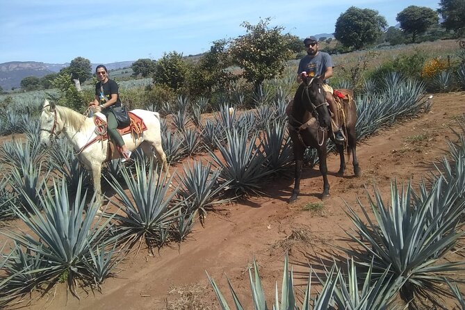 Horseback Riding Tour in The Agave Field with Lunch - Stop 2 at Cofradía Tequila Factory: How Artisan Production Gets Explained
