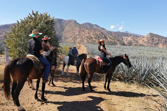 Horseback Riding Tour in The Agave Field with Lunch - Timing, Language, and Where the Day Feels “Easy”