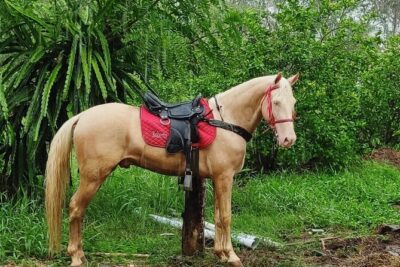Horseback Riding tour near Santo Domingo with pick up and dropoff - Entering the ride in Higuero: what happens at the ranch
