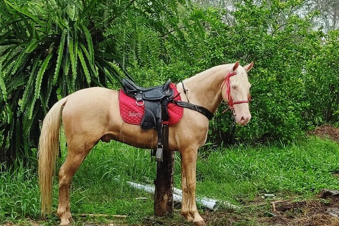 Horseback Riding tour near Santo Domingo with pick up and dropoff - Entering the ride in Higuero: what happens at the ranch