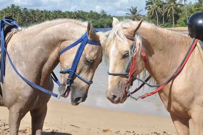 Horseback Riding Tour on the Beaches of Punta Cana - Countryside trails: the part that makes it feel like more than one location