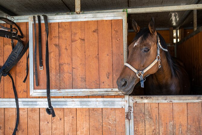 Horseback Riding Tour with Tuscan Picnic in Val d'Orcia and Valdichiana - Getting to the Views: Val d’Orcia and Valdichiana From a Horse’s Eye Level