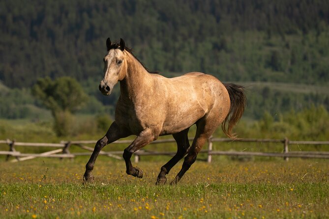 Horseback Riding with Grand Teton Views in Jackson Hole - What’s Actually Happening During the Ride Stops