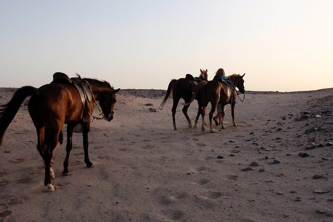 Horseback Riding with Pickup and Drop-off from Sharm El Sheikh - Safety and beginner instruction: what to look for