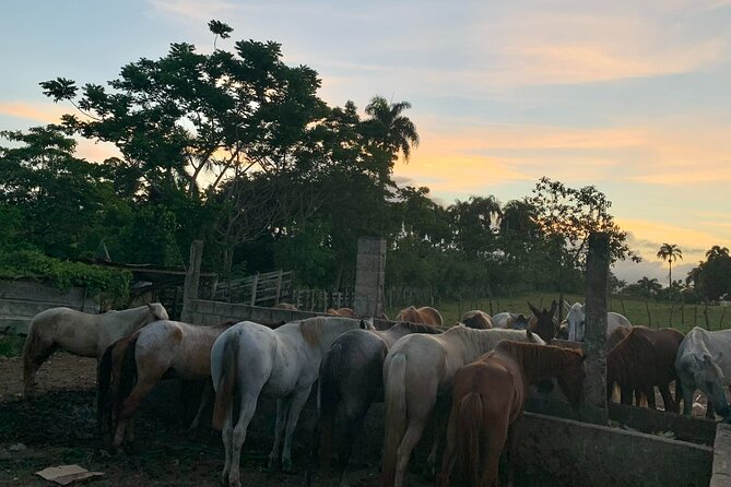 Horseback Riding with Pickup from Punta Cana - Rancho Papito horseback riding: what makes it feel real