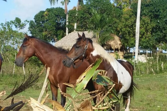 Horseback Riding with Pickup from Punta Cana - Cigar-making class: Dominican history plus age-appropriate samples