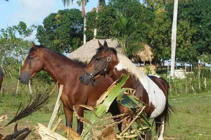 Horseback Riding with Pickup from Punta Cana - Price check: is $65 worth it?