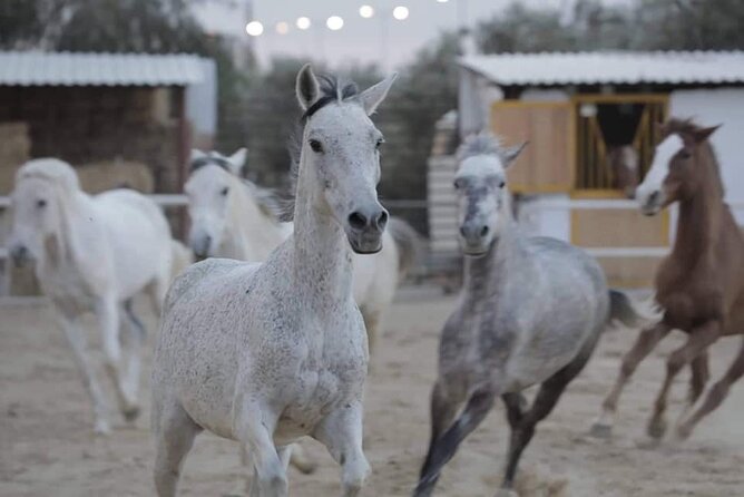 Horseback riding with private transfer - Key points before you go