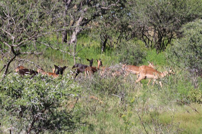 Horseback Safari Adventure in Hartbeespoort from Johannesburg - Photography during the tour: you’ll actually get pictures